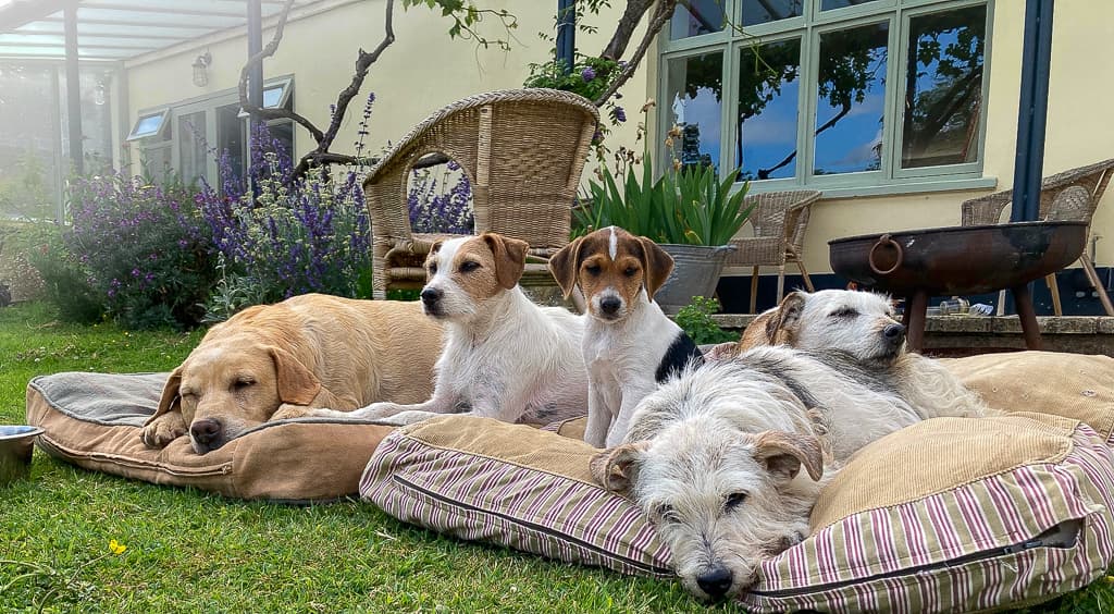 Dogs at Gogwell
